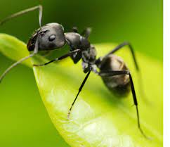 Health hazards and even fatalities have resulted from poor judgment and advice. Pest Control West Chester Pa Patriot Pest Solutions