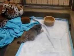 Манул (felis manul или otocolobus manul) — это дикое животное, принадлежащее к семейству кошачьих и подсемейству малых кошек. Kot Manul Na Vole I V Domashnih Usloviyah Kak Uhazhivat Pitanie I Razmnozhenie