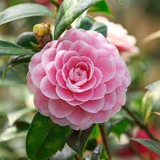 Pin On Camellias