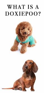 They would pick up training very quickly, though, at times might display obstinate behavior. Doxiepoo