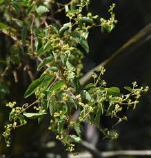 Image result for Rhamnaceae