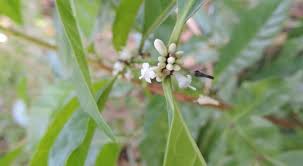 Image result for Polysphaeria multiflora