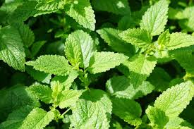 Peppermint is easy to grow outdoors or indoors. Mint Planting Growing And Harvesting Mint Plants The Old Farmer S Almanac