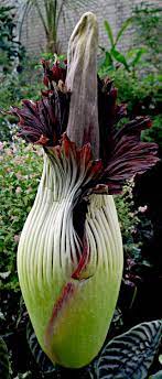 Another Stinker Yet Strangely Beautiful Due To Its Fragrance Which Is Reminiscent Of The Smell Of A Decomposi Unusual Flowers Strange Flowers Unusual Plants