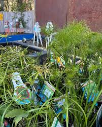 Image result for Cyperus rigidifolius