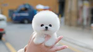 Pomeranians for sale, los angeles. Teacup White Pomeranian Dorothy Miniteacuppuppy Puppies For Sale Youtube