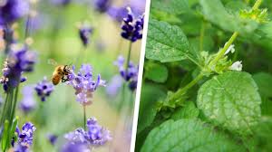 Unten füllen sie eine drainageschicht aus blähton ein. 13 Bienenfreundliche Krauter Fur Garten Und Balkon Utopia De