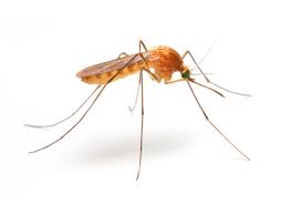 Contact beachside termite and pest control brevard: Termite Pest Control Service Company Satellite Beach Fl Satellite Beach Fl Home And Commercial Exterminator Brevard County Florida Get Beachside Termite Pest Control