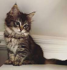 Check spelling or type a new query. Farben Ragdolls Von Ruggenthal