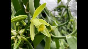 Image result for Vanilla polylepis