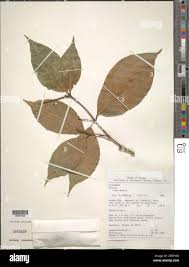 Image result for Rinorea