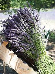 Check spelling or type a new query. Hd Wallpaper Purple Hyacinth Flowers Lavender Tufts Sale Blue Bouquet Wallpaper Flare