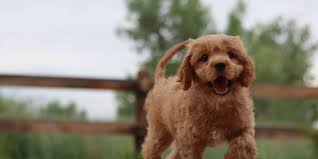 Many of our parks also feature nature trails and dog walking areas, making the morning walk a breeze. Dog Friendly Glamping Top 10 Sites In California In 2021