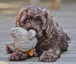 Cute puppies sell, and that makes the cockapoo a favorite amongst puppy mills and greedy, irresponsible breeders. Top 5 Rescue Cockapoos For Adoption 2021 We Love Doodles