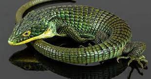 Pilbara rock monitor (varanus pilbarensis) snakes. Abronia Graminea Is An Endangered Arboreal Alligator Lizard Lizards For Sale Lizard Reptiles