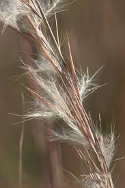 Image result for Andropogon eucomus