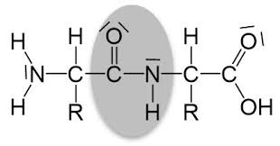 Chlorophyll absorbs most strongly in the blue and to a lesser extent red portions of the electromagnetic spectrum. Das Protein Chemische Eigenschaften Studyhelp Online Lernen