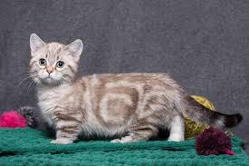 Kedinizi Evde Yalniz Birakmak My Animals