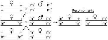 Anatomy & physiology coloring workbook: Insects Free Full Text The Intracellular Symbiont Wolbachia Pipientis Enhances Recombination In A Dose Dependent Manner Html