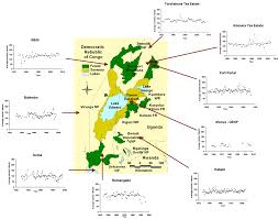 Image result for Pavetta pierlotii