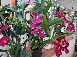 Exotic Orchids on the Island of Hawai'i ...