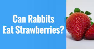 Risks of feeding strawberries to cats. Can Rabbits Eat Strawberries What About Pets