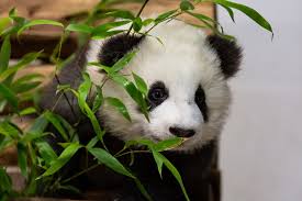 04 china views the panda as a symbol of friendship and peace. Pandas On The Move Zoo Berlin