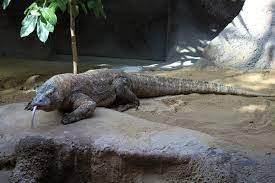 In general, the habitat of protected animals is a nature preserve, where the local. Native Animals Of Indonesia Bali Safari Marine Park