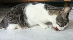 Cat Eating Mouse Stock Video C Suljo 82678418