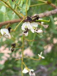 Image result for Secamone stuhlmannii