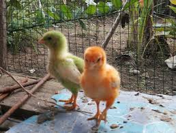 Langsung saja ambil semua gambarnya. Bisnis Ayam Pelangi Steemit