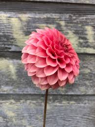 Image result for Stolzia kalkhof-roseae