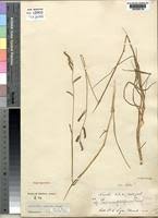 Image result for Brachiaria subulifolia