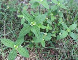 Image result for Mitracarpus