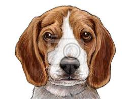 Beagle Welpen Hund Kopf Hand Zeichnen Und Malen Illustration Leinwandbilder Bilder Beagle Weissem Hintergrund Handzeichnung Myloview De