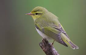 Phylloscopus sibilatrix | Tunnistus | Suomen Lajitietokeskus