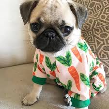 Pin On Dog Training