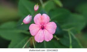 Image result for Walleria