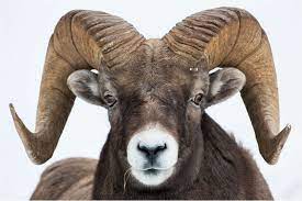 Bighorn Sheep Christopher Martin Photography Animals Animal Heads Big Horn Sheep