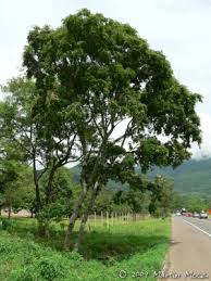 Image result for Lonchocarpus