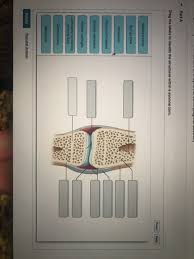 The human shoulder is made up of three bones: Solved Part A Drag The Labels To Identify The Structure Chegg Com