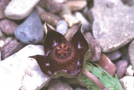 Image result for Duvalia polita