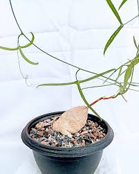 Image result for Adenia kirkii