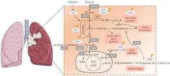 Milan on loan from acf fiorentina as an attacking midfielder. Antioxidants Free Full Text Metabolic Remodelling An Accomplice For New Therapeutic Strategies To Fight Lung Cancer Html