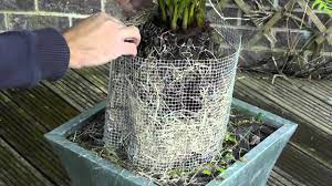 In the wild you're most likely to find ferns carpeting forest floors, growing happily underneath canopies of trees, but they also make a great houseplant. Amateur Gardening Video Protecting Tree Ferns Over Winter Youtube