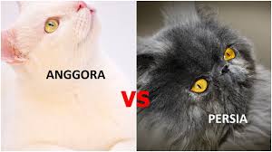 Gambar anggora di atas adalah hasil persilangan antara anggora turki dengan kucing kampung. 5 Perbedaan Kucing Anggora Vs Kucing Persia Youtube