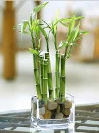 Diy Centerpiece Candles Nonfloral Budget Ideas Weddingbee Bamboo Plants Plants Lucky Bamboo