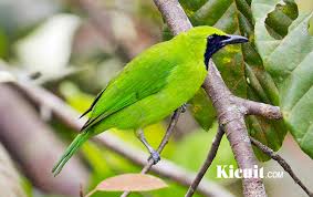 700+ gambar burung trucukan garuda hd. Download Suara Mp3 Burung Cucak Ijo Banyuwangi Gacor Dan Juara Kicuit Com
