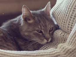 Diets For Cats With Bladder Stones And Urinary Crystals