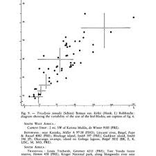 Image result for Tricalysia jasminiflora